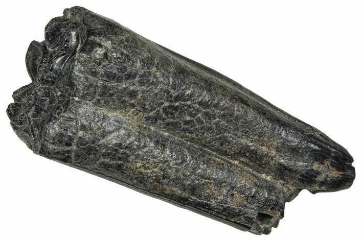 Pleistocene Aged Fossil Horse Tooth - South Carolina #374128